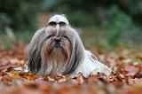 SHIH TZU 180